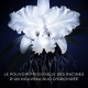 GUERLAIN Orchidée Impériale - La Crème Riche 5ème Génération