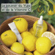 SHISEIDO-Waso - Energizing Eye Essence