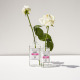BERDOUES-1902 Tradition Rose - Eau de Cologne