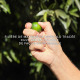 GUERLAIN-Aqua Allegoria Harvest - Mandarin Basil - Eau de