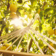 MAISON MARTIN MARGIELA-Replica Under the Lemon Trees - Eau de