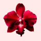 VIKTOR & ROLF-Flowerbomb Ruby Orchid - Eau de Parfum