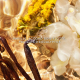 Aqua Allegoria Forte - Bosca Vanilla - Eau de Parfum